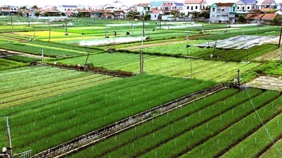 Nghệ An: 913 ha cây trồng đã được cấp mã số vùng trồng