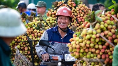 Nông dân xã Thanh Quang (Thanh Hà) thu khoảng 455 tỷ đồng từ vải sớm