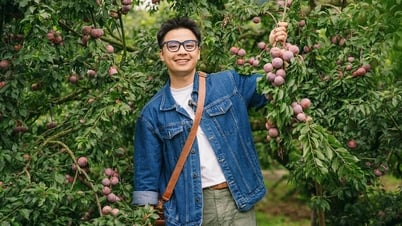 Hái mận ở Mộc Châu