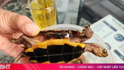 Seltene goldene Schildkröte im Garten entdeckt