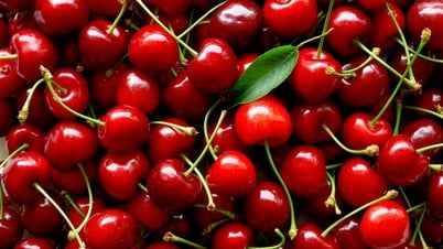 Trải nghiệm hái cherry ở Thổ Nhĩ Kỳ – Hành trình ngọt ngào giữa vườn trái cây trĩu quả