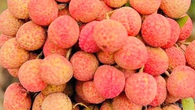 熟れすぎて割れてしまったライチは、なぜ食べずに捨てなければならないのでしょうか?