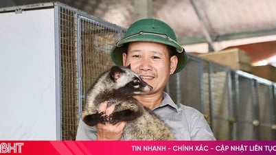 Liên kết nuôi chồn hương giúp người dân Đức Thọ nâng cao thu nhập