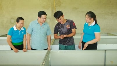 Moyens de subsistance issus de l'élevage commercial de grillons dans les hautes terres de Nghe An