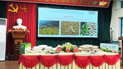 Ha Lang fördert die OCOP-Produktentwicklung - Cao Bang Electronic Newspaper