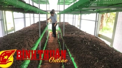 Construcción de un modelo de cultivo de setas de paja en interiores para uso doméstico.