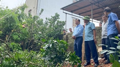 អនុប្រធានគណៈកម្មាធិការប្រជាជនខេត្ត Phan The Tuan បានចុះពិនិត្យតំបន់ទំនប់ទឹកនៅស្រុក Hiep Hoa។