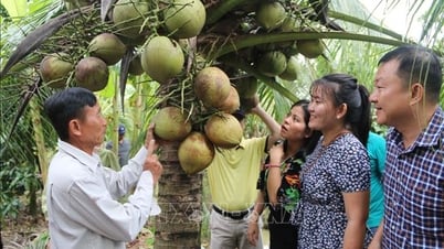 'Cơn sốt' dừa tươi: Thời điểm xây dựng chuỗi giá trị bền vững