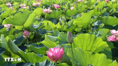 Hương sen đất Cố đô Hoa Lư - sức sống mới cho du lịch nông nghiệp Ninh Bình