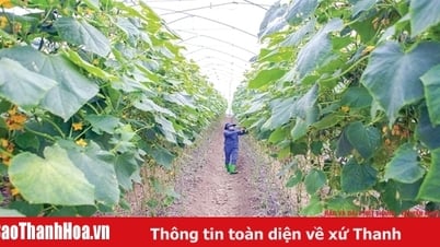 Bảo vệ cây trồng trong mùa nắng nóng