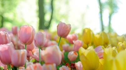 ฤดูกาลดอกไม้ในเบลเยียม – เมื่อธรรมชาติเบ่งบานทั่วทั้งยุโรป
