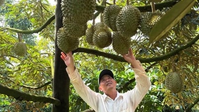 Growing clean durian, farmers still struggle to find output