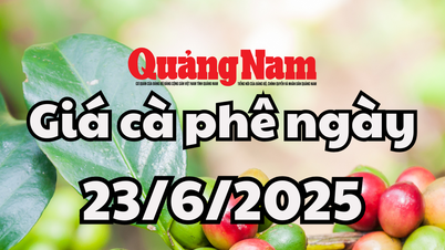 Coffee price today June 23, 2025 3 regions hold the peak of 96,000 VND/kg