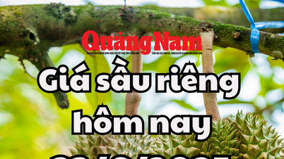 Giá sầu riêng hôm nay 23/6/2025: Giảm đồng loạt trên toàn khu vực