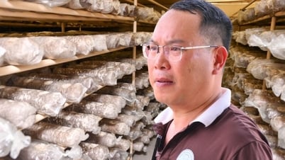 នាយកប្រតិបត្តិ Mai Van Hung៖ ជាងមួយទស្សវត្សរ៍ដែលបន្តសុបិននៃផ្សិតសរីរាង្គ