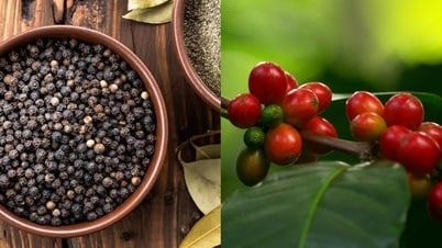 Bản tin nông sản hôm nay (24-6): Giá cà phê và...