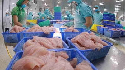 أصدرت الولايات المتحدة الاستنتاج النهائي في المراجعة الإدارية العشرين لمكافحة الإغراق الضريبي (POR 20) على شرائح سمك البنغاسيوس المجمدة المصدرة من فيتنام إلى الولايات المتحدة.