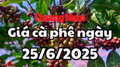 Tin tức, dự báo giá cà phê ngày mai 25/6/2025 phục hồi đỉnh 100.000 đồng/kg theo xu hướng quốc tế