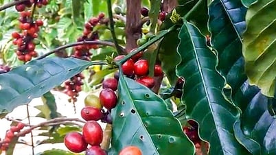 ราคาของกาแฟพุ่งขึ้นอย่างกะทันหันหลังจากราคาตกต่อเนื่อง