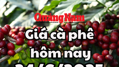 Coffee prices hit ceiling after 2 weeks of deep decline, heading towards 100,000 VND/kg