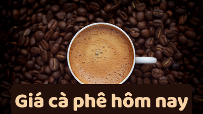 Prix ​​du café aujourd'hui, 24 juin 2025 : une nouvelle baisse est prévue