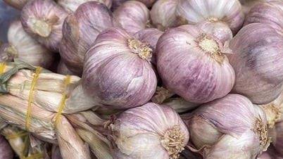 Bỏ thuốc, dùng tỏi để hạ huyết áp: Nên hay không?