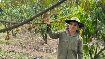Durian billionaire in remote areas