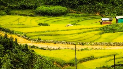 វាលស្រែមានក្លិនស្រូវទុំ
