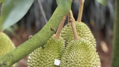 Nhà vườn chìm trong lo âu khi sầu riêng chưa kịp lớn...
