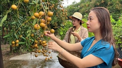 ¿Qué barrio de la provincia de Ca Mau tiene un jardín de longan de 100 años de antigüedad?