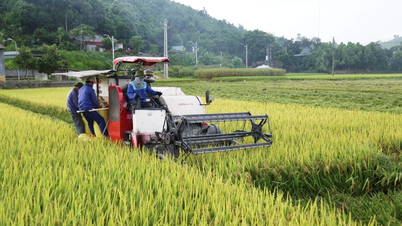 Năng suất lúa vụ xuân năm 2025 ước đạt 61,5 tạ/ha