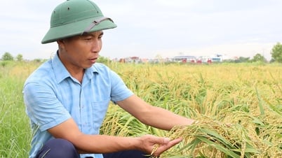 Vùng lúa hàng hóa chất lượng cao ở Bình Giang thắng lớn