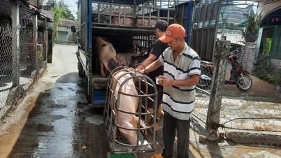 Heo có giá, người nuôi vui mừng