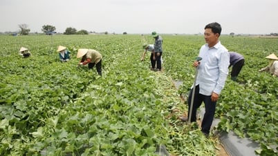 Biến đất bãi thành trang trại