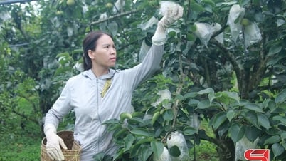 Phieng Khoai in the Tai Nung pear harvest season