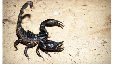 El veneno del escorpión amazónico mata las células malignas