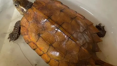 La tortuga que entró en una casa en Ha Tinh es una especie rara.
