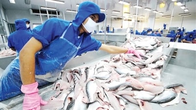 7 doanh nghiệp cá tra Việt Nam hưởng thuế chống phá giá 0% tại Mỹ