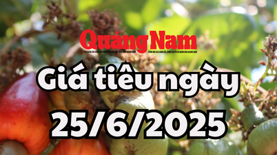 Tin tức, dự báo giá tiêu ngày mai 25/6/2025 không giữ được đỉnh 125.000 đồng/kg