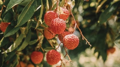 អត្ថប្រយោជន៍សុខភាពរបស់ lychee