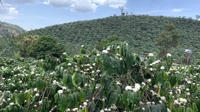 Lam Ha with the goal of production without causing deforestation