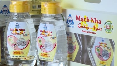 حصلت شركة Quang Ngai على منتجين حصلا على تصنيف 5 نجوم في OCOP
