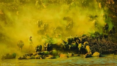 ฤดูกาลขนควายที่น่าประทับใจเมื่อมองจากมุมสูงที่เมืองไตนิญ