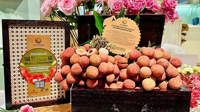 Độc quyền di sản vải tổ Thanh Hà tại Mena Gourmet