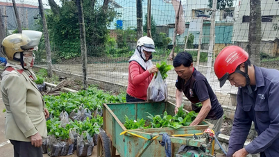 TP. Pleiku hỗ trợ 60.210 cây cà phê giống cho nông dân tái canh năm 2025