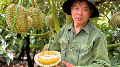 Sầu riêng sượng nước, nông dân bất lực nhìn giá rớt thảm