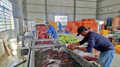 التعاونيات - "رافعة مالية" لبناء مناطق ريفية جديدة