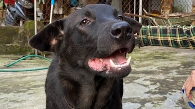 2-jähriger Junge vom Hund eines Verwandten in den Kopf gebissen