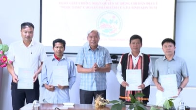 Granting Certificate of right to use geographical indication "Ngoc Linh" to 4 organizations and individuals