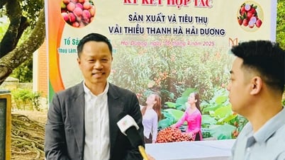 Hành trình đặc biệt của Vải tổ Thanh Hà về với Mena Gourmet